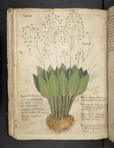 Een kruidenboek, Belluno door Italian School