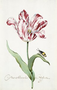 Admiraal Tulp door Italian School