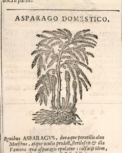 Asperge (Asparagus officinalis), gravure door Castore Durante