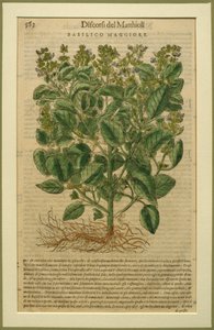 Basilicum, een botanische plaat uit de Discorsi door Pietro Andrea Mattioli (1501-77) gepubliceerd in Venetië, 1570 door Italian School