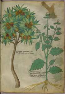 Botanische illustratie door Italian School