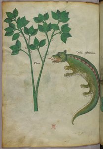 Botanische en dierlijke illustratie van een plant en een krokodil, ca. 1440 (inkt en kleur op perkament) door Italian School