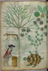 Botanische en dierlijke illustratie van planten, een schildpad, een man en een ander dier, ca. 1440 (inkt en kleur op perkament) door Italian School
