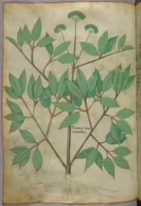 Botanische illustratie, ca. 1440 (inkt en kleur op perkament)