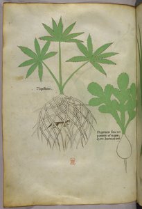 Botanische illustratie, ca. 1440 (inkt en kleur op perkament) door Italian School