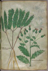 Botanische illustratie, ca. 1440 (inkt en kleur op perkament)