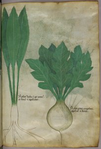 Botanische illustratie, ca. 1440 (inkt en kleur op perkament)