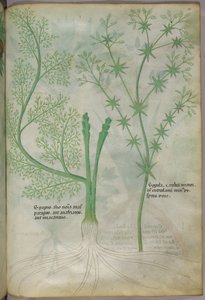 Botanische illustratie, ca. 1440 (inkt en kleur op perkament) door Italian School
