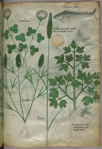 Botanische illustratie, ca. 1440 (inkt en kleur op perkament) door Italian School