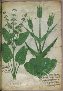 Botanische illustratie, ca. 1440 (inkt en kleur op perkament)