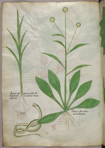 Botanische illustratie, ca. 1440 (inkt en kleur op perkament)