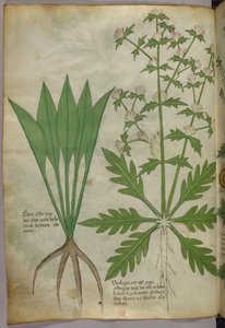 Botanische illustratie, ca. 1440 (inkt en kleur op perkament)