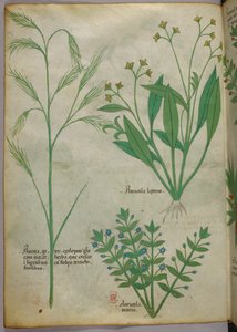 Botanische illustratie, ca. 1440 (inkt en kleur op perkament) door Italian School