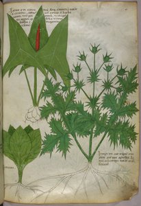 Botanische illustratie, ca. 1440 (inkt en kleur op perkament) door Italian School