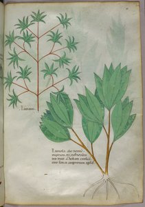 Botanische illustratie, ca. 1440 (inkt en kleur op perkament)