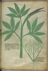 Botanische illustratie, ca. 1440 (inkt en kleur op perkament) door Italian School
