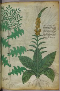 Botanische illustratie, ca. 1440 (inkt en kleur op perkament) door Italian School