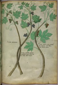 Botanische illustratie, ca. 1440 (inkt en kleur op perkament) door Italian School