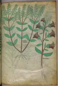 Botanische illustratie, ca. 1440 (inkt en kleur op perkament) door Italian School