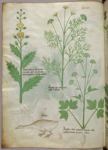 Botanische illustratie, ca. 1440 (inkt en kleur op perkament)