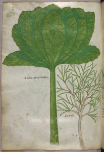 Botanische illustratie, ca. 1440 (inkt en kleur op perkament)