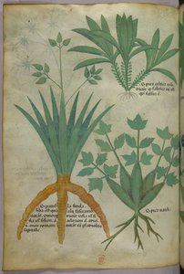 Botanische illustratie, ca. 1440 (inkt en kleur op perkament) door Italian School
