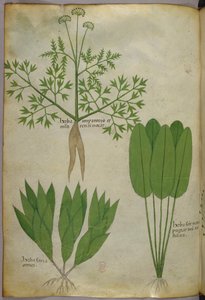Botanische illustratie, ca. 1440 (inkt en kleur op perkament)