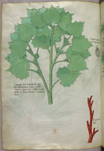 Botanische illustratie, ca. 1440 (inkt en kleur op perkament) door Italian School