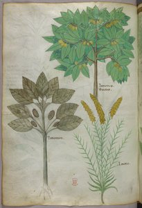 Botanische illustratie, ca. 1440 (inkt en kleur op perkament)