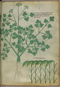 Botanische illustratie, ca. 1440 (inkt en kleur op perkament)