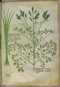 Botanische illustratie, ca. 1440 (inkt en kleur op perkament)