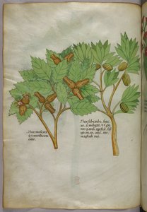 Botanische illustratie, ca. 1440 (inkt en kleur op perkament)