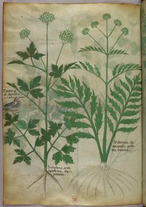 Botanische illustratie, ca. 1440 (inkt en kleur op perkament) door Italian School