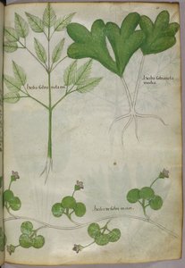 Botanische illustratie, ca. 1440 (inkt en kleur op perkament) door Italian School