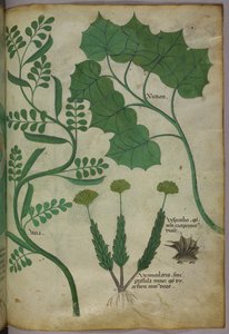 Botanische illustratie, ca. 1440 (inkt en kleur op perkament)
