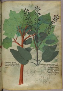 Botanische illustratie, ca. 1440 (inkt en kleur op perkament) door Italian School