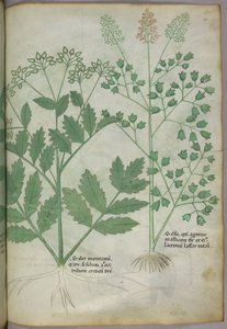 Botanische illustratie, ca. 1440 (inkt en kleur op perkament)