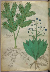 Botanische illustratie, ca. 1440 (inkt en kleur op perkament)