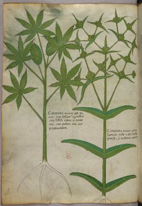 Botanische illustratie, ca. 1440 (inkt en kleur op perkament)