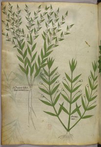 Botanische illustratie, ca. 1440 (inkt en kleur op perkament) door Italian School