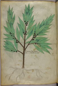 Botanische illustratie, ca. 1440 (inkt en kleur op perkament)