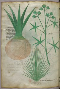 Botanische illustratie, ca. 1440 (inkt en kleur op perkament) door Italian School