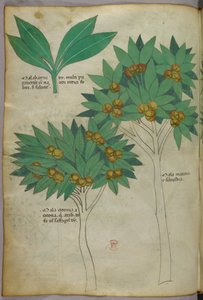Botanische illustratie, ca. 1440 (inkt en kleur op perkament)