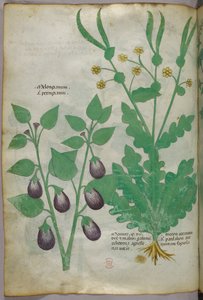 Botanische illustratie, ca. 1440 (inkt en kleur op perkament)