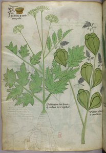 Botanische illustratie, ca. 1440 (inkt en kleur op perkament)