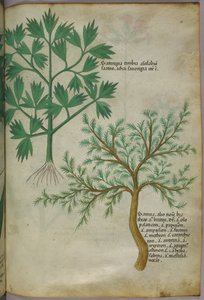 Botanische illustratie, ca. 1440 (inkt en kleur op perkament) door Italian School