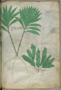Botanische illustratie, ca. 1440 (inkt en kleur op perkament)