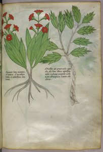 Botanische illustratie, ca. 1440 (inkt en kleur op perkament) door Italian School