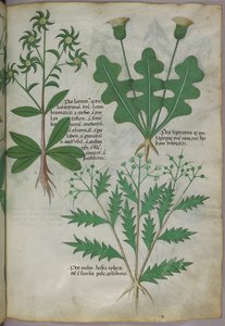 Botanische illustratie, ca. 1440 (inkt en kleur op perkament) door Italian School