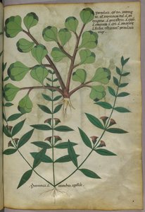 Botanische illustratie, ca. 1440 (inkt en kleur op perkament) door Italian School